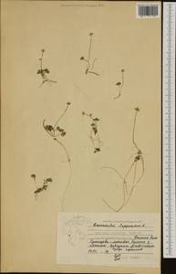 Coptidium lapponicum (L.) Á. Löve & D. Löve, Западная Европа (EUR) (Шпицберген и Ян-Майен)