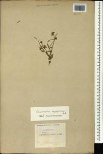 Лютик остросеменной, Лютик остроплодный Willd., Кавказ, Азербайджан (K6) (Азербайджан)