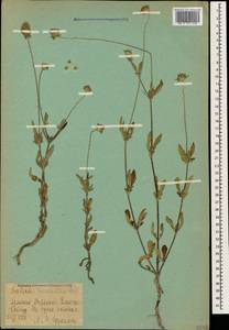 Ломелозия мелкоцветковая (Desf.) Greuter & Burdet, Кавказ, Армения (K5) (Армения)