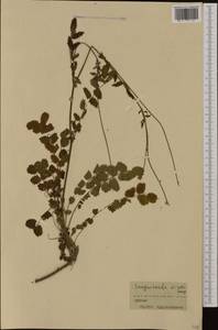 Poterium sanguisorba subsp. sanguisorba, Западная Европа (EUR) (Франция)