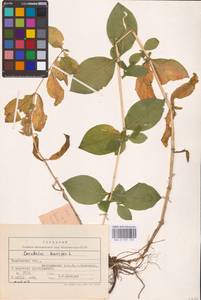 Волдырник ягодный (L.) Durande, Восточная Европа, Центральный лесостепной район (E6) (Россия)