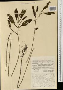 Рдест тонколистный (Raf.) Hultén, Монголия (MONG) (Монголия)