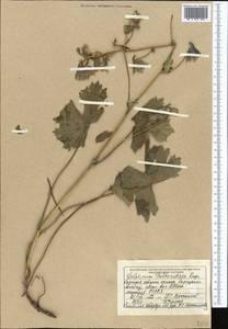 Delphinium poltaratzkii Rupr., Средняя Азия и Казахстан, Северный и Центральный Тянь-Шань (M4) (Киргизия)