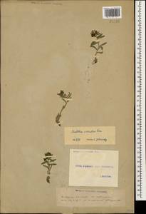 Мольткия голубая (Willd) Lehm., Кавказ, Грузия (K4) (Грузия)