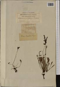 Drosera superrotundifolio-longifolia Gren., Западная Европа (EUR) (Швеция)