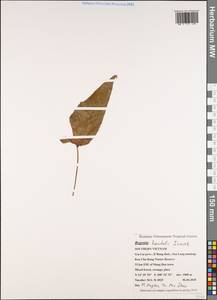 Begonia handelii Irmsch., Зарубежная Азия (ASIA) (Вьетнам)