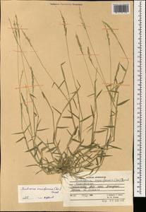 Moorochloa eruciformis (Sm.) Veldkamp, Зарубежная Азия (ASIA) (Афганистан)