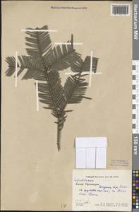 Головчатотисс Харрингтона (Knight ex J.Forbes) K.Koch, Зарубежная Азия (ASIA) (КНР)