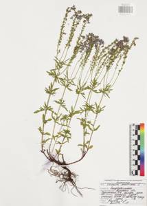 Вероника австрийская L., Восточная Европа, Центральный район (E4) (Россия)