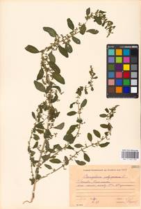 Lipandra polysperma (L.) S. Fuentes, Uotila & Borsch, Восточная Европа, Московская область и Москва (E4a) (Россия)
