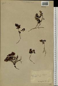 Брусника обыкновенная L., Сибирь, Чукотка и Камчатка (S7) (Россия)