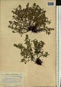 Thymus pannonicus All., Восточная Европа, Восточный район (E10) (Россия)