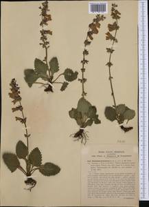 Horminum pyrenaicum L., Западная Европа (EUR) (Италия)
