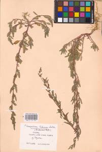 Chenopodium betaceum Andrz., Восточная Европа, Центральный район (E4) (Россия)