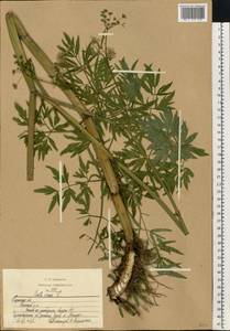 Вех ядовитый, Цикута L., Восточная Европа, Центральный район (E4) (Россия)