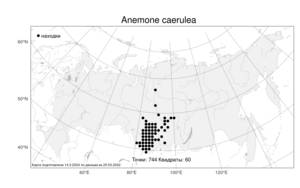 Anemone caerulea, Ветреница голубая DC., Атлас флоры России (FLORUS) (Россия)