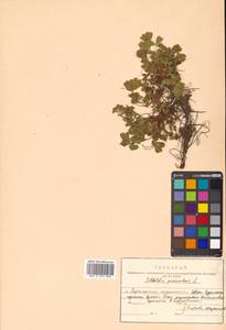 Сиббальдия распростертая, Сиббальдия лежачая L., Сибирь, Дальний Восток (S6) (Россия)