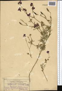 Живокость аяксова L., Средняя Азия и Казахстан, Копетдаг, Бадхыз, Малый и Большой Балхан (M1) (Туркмения)