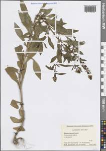 Tracheophyta, Кавказ, Черноморское побережье (от Новороссийска до Адлера) (K3) (Россия)