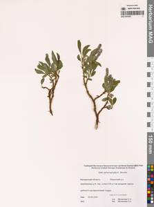 Ива клинолистная, Ива клиновидная A.K.Skvortsov, Сибирь, Чукотка и Камчатка (S7) (Россия)