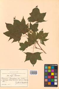 Клен Майра (Schwer.) H.Ohashi, Сибирь, Дальний Восток (S6) (Россия)