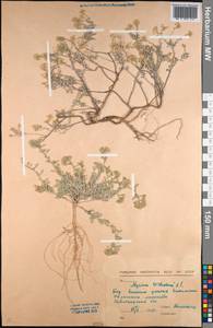 Odontarrhena tortuosa subsp. tortuosa, Средняя Азия и Казахстан, Северный и Центральный Казахстан (M10) (Казахстан)