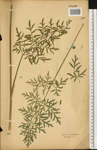Silphiodaucus prutenicus subsp. prutenicus, Восточная Европа, Центральный лесостепной район (E6) (Россия)