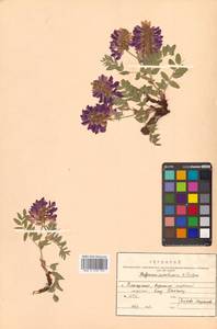 Копеечник копеечниковый (L.) Schinz & Thell., Сибирь, Дальний Восток (S6) (Россия)