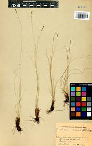 Carex myosuroides Vill., Сибирь, Прибайкалье и Забайкалье (S4) (Россия)