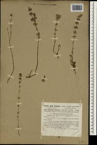 Micromeria nervosa (Desf.) Benth., Зарубежная Азия (ASIA) (Израиль)