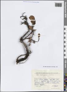 Ива Хохрякова A.K.Skvortsov, Сибирь, Чукотка и Камчатка (S7) (Россия)