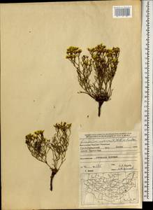 Кермек золотистый (L.) Chaz., Монголия (MONG) (Монголия)