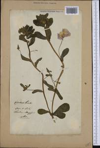 Convolvulus tricolor L., Ботанические сады и дендрарии (GARD) (Неизвестно)