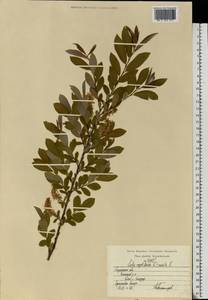 Salix myrsinifolia subsp. myrsinifolia, Восточная Европа, Центральный район (E4) (Россия)