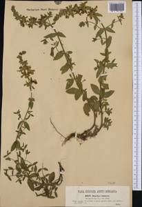 Stachys recta subsp. labiosa (Bertol.) Briq., Западная Европа (EUR) (Италия)