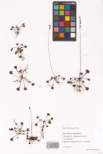 Росянка круглолистная L., Восточная Европа, Северо-Западный район (E2) (Россия)