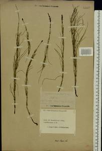 Хвощ болотный L., Восточная Европа, Центральный лесной район (E5) (Россия)