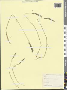 Овсяница, Кавказ, Дагестан (K2) (Россия)