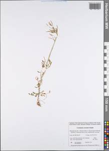 Cardamine pratensis subsp. dentata (Schult.) Celak., Восточная Европа, Северный район (E1) (Россия)