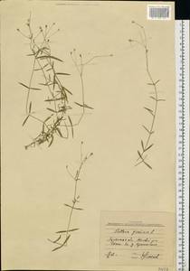 Звездчатка злаковая, Звездчатка злаковидная L., Восточная Европа, Северо-Украинский район (E11) (Украина)