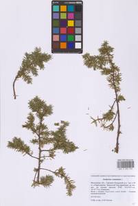 Можжевельник обыкновенный L., Восточная Европа, Московская область и Москва (E4a) (Россия)