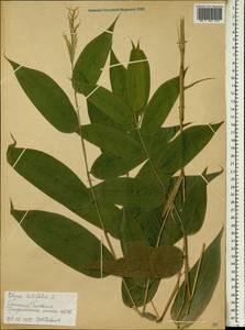 Olyra latifolia L., Африка (AFR) (Эфиопия)