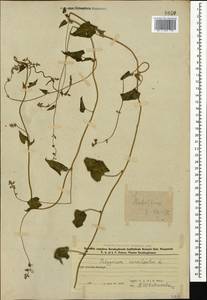 Гречишка вьюнковая (L.) Á. Löve, Кавказ, Азербайджан (K6) (Азербайджан)
