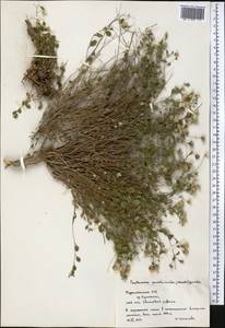 Vicoa parietarioides Nevski, Средняя Азия и Казахстан, Памир и Памиро-Алай (M2) (Туркмения)