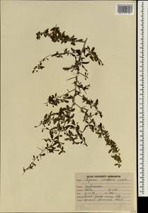 Lycium europaeum L., Зарубежная Азия (ASIA) (Индия)