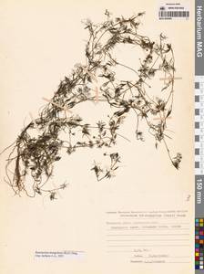 Ranunculus mongolicus (Krylov) Serg., Сибирь, Чукотка и Камчатка (S7) (Россия)