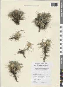 Астрагал золотистый Willd., Кавказ, Ставропольский край, Карачаево-Черкесия, Кабардино-Балкария (K1b) (Россия)