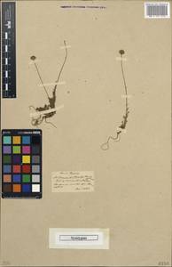 Anthemis orientalis (L.) Degen, Зарубежная Азия (ASIA) (Турция)