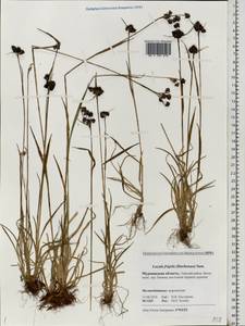 Luzula multiflora subsp. frigida (Buch.) V.I. Krecz., Восточная Европа, Северный район (E1) (Россия)
