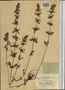 Змееголовник поникший L., Сибирь, Алтай и Саяны (S2) (Россия)